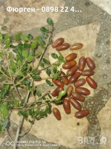 Дъб Пърнар – Вечнозелен СЕМЕНА (жълъди) Цена за 1 семе 40ст (0.20 €), снимка 8 - Разсади - 52897639