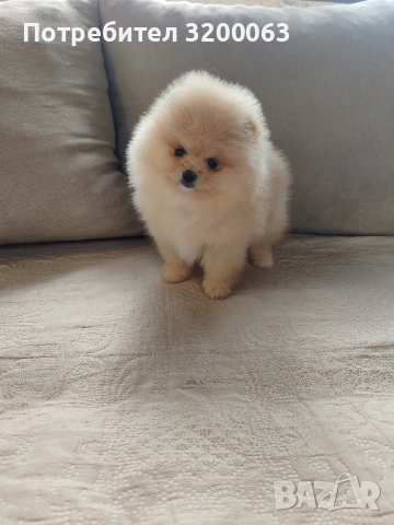Померан мини женско , снимка 2 - Померан - 54288210