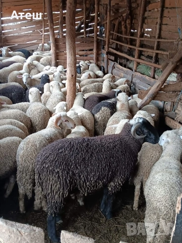Агнета за клане и за дамазлък, снимка 3 - Овце - 53992251