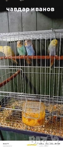 вълнисти папагали, какарики , снимка 11 - Папагали - 52411146