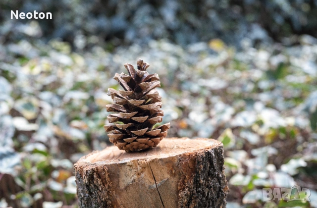 Продавам камера MINOLTA X-700 с обектив MINOLTA MD 50mm f/2, снимка 18 - Фотоапарати - 53581300