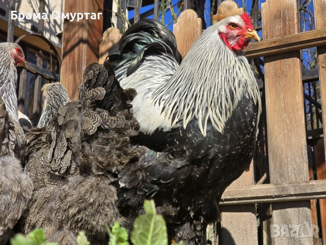 Продавам разплодни яйца от Сребърна Брама [Dark Brahma], снимка 17 - Кокошки и пуйки - 53811097