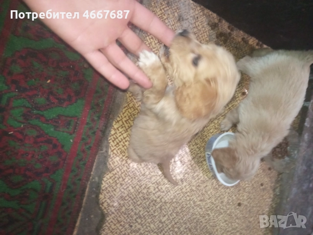 Продавам кокер шпаньол, снимка 3 - Кокер шпаньол - 52640671