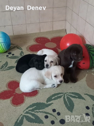 лабрадор реитривър , снимка 8 - Лабрадор ретривър - 52878460