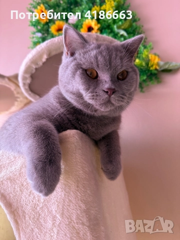 Британска късокосместа цвят люляк за разплод , снимка 6 - Британска късокосместа - 52412010