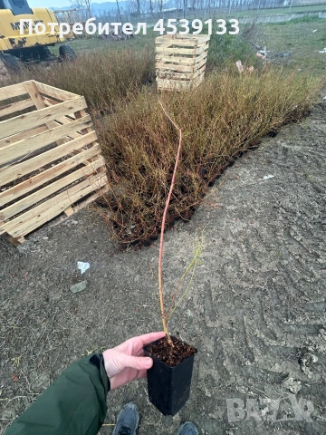 Боровинки сорт ПАТРИОТ 3-годишни