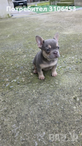 Френски булдог момиче, снимка 2 - Френски булдог - 53667289