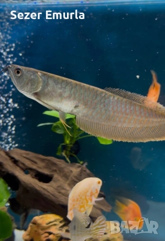 Арована 27 28 см, снимка 4 - Рибки - 53479267