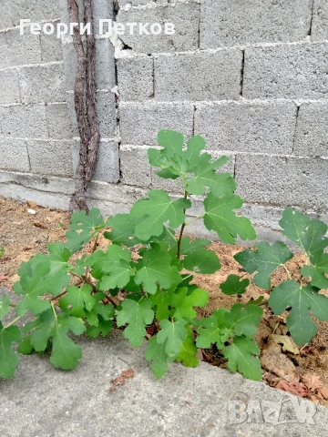 Смокинови фиданки, снимка 3 - Градински цветя и растения - 53703048