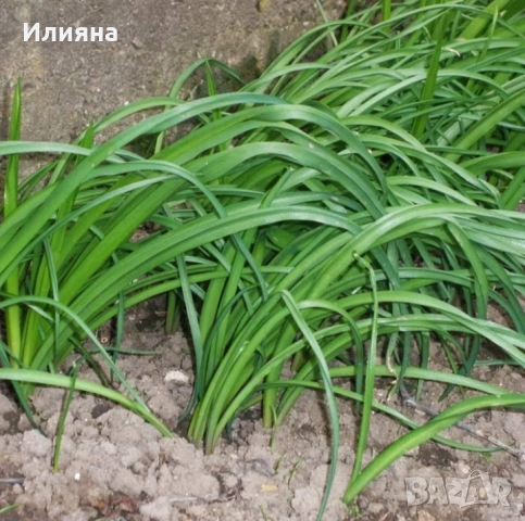 Песто от Коприва,Глог,Шипка,Самардала,Манголд,Розмарин,Коприва,Лапад, снимка 9 - Домашни продукти - 44686378