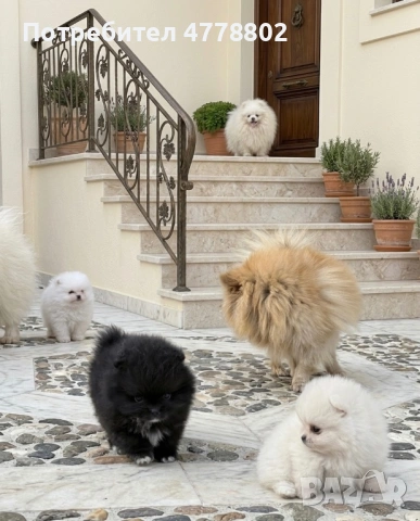 Топ мини померанчета , снимка 3 - Померан - 53990081