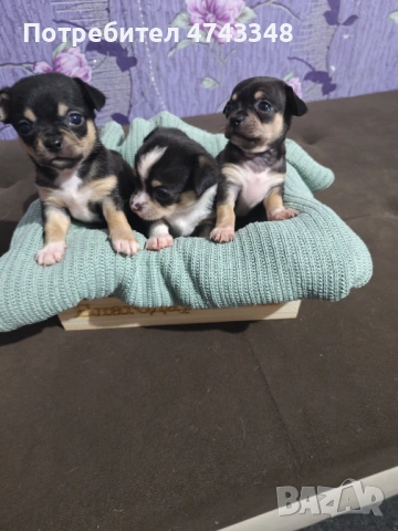 Свободни Чихуахуа , снимка 2 - Чихуахуа - 53560052