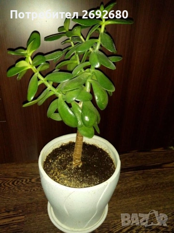 Красула-дървото на живота 54см.+голяма бяла керамична саксия с подложка 