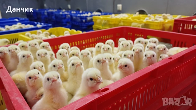 Еднодневни пилета , снимка 6 - Кокошки и пуйки - 53936444