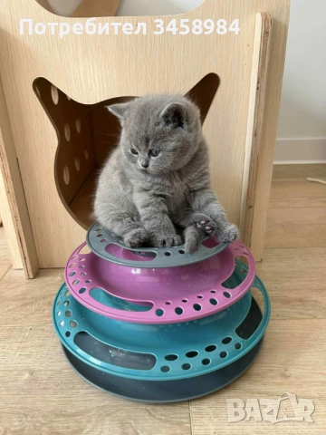 Британска късокосместа , снимка 3 - Британска късокосместа - 52649779