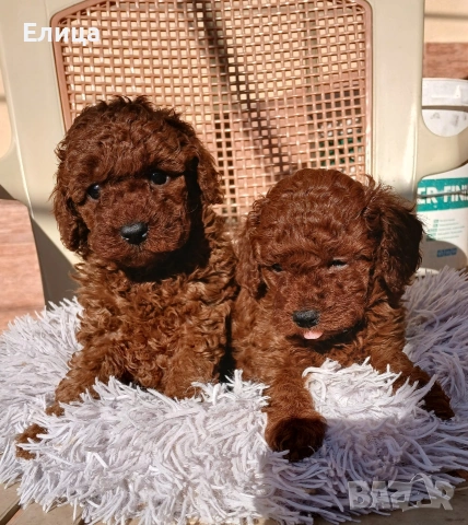 Пудел той момиченце