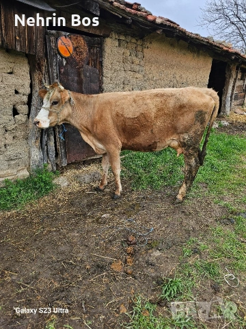 krava na 2 tele sls 18 litra mlako moje i sls trapa sls drugi jivotni, снимка 2 - Крави - 53935527