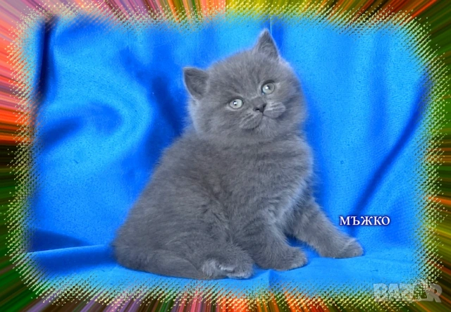 Чистокръвни Британски късокосмести котета, снимка 8 - Британска късокосместа - 53322558