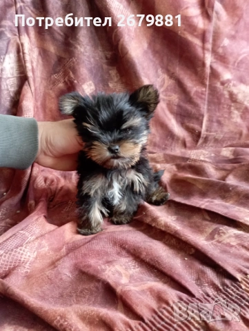Мини йорки , снимка 2 - Йоркширски териер - 54171759