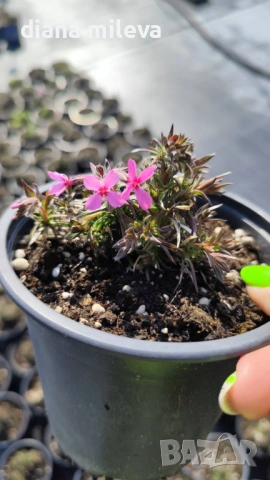  Флокс Scarlet Flame, почвопокривен, многогодишен, студоустойчив, снимка 4 - Градински цветя и растения - 53865758