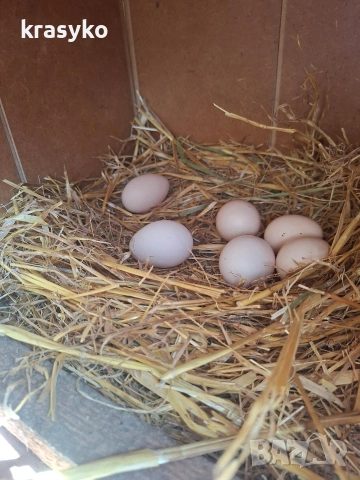 Домашни яйца., снимка 2 - Други животни - 53774203