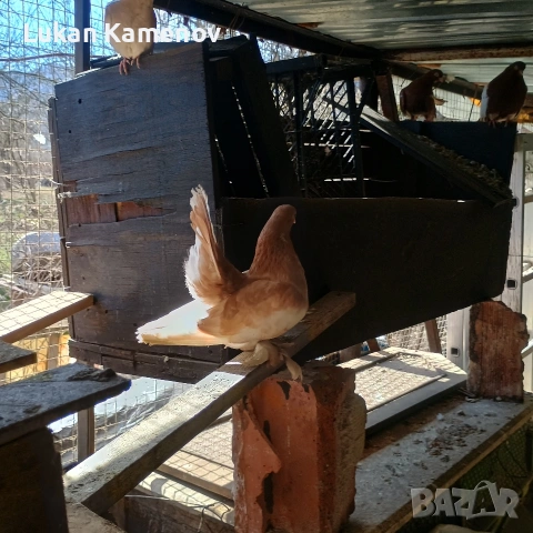 продавам чифт шабо и чифт руски, снимка 6 - други­ - 53711830