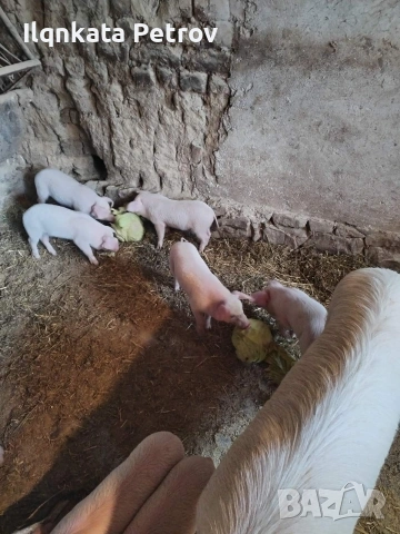 Продавам малки прасета