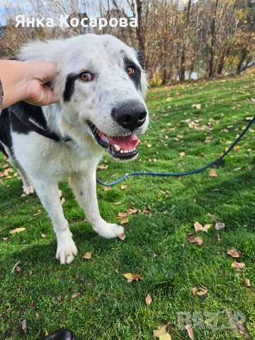 Младо куче търси своя дом!, снимка 2 - Други - 52008103