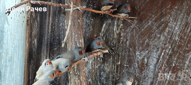 амадини ДЖЪМБО ИЗЛОЖБЕНИ амадини УНГАРСКА ЛИНИЯ ЗЕБРОВИ АМАДИНИ, снимка 9 - Амадини - 53658164