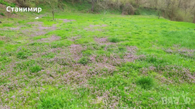 Парцел в регулация, снимка 4 - Парцели - 8037703