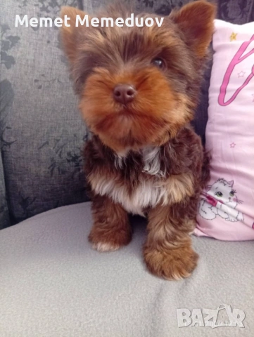 Йорки последното момченце за мераклии, снимка 3 - Йоркширски териер - 53974312