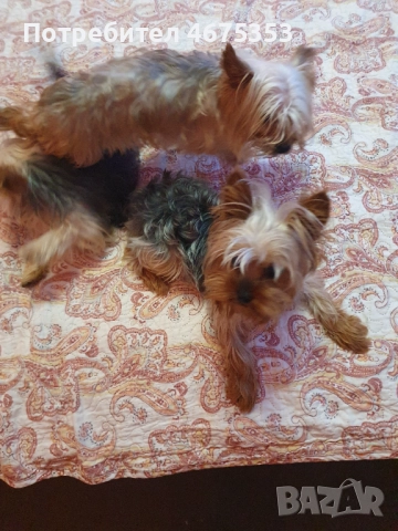  Мини Йорки йоркширски териер 4 кученца, снимка 13 - Йоркширски териер - 52770169