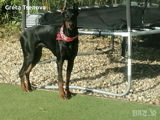 Чистокръвни доберманчета, снимка 6 - Доберман - 52678560