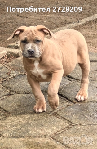 Американско Були ХЛ/ American Bully XL, снимка 10 - Питбул - 51410382