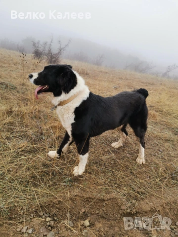 Продавам, снимка 5 - Алабай - 53240964