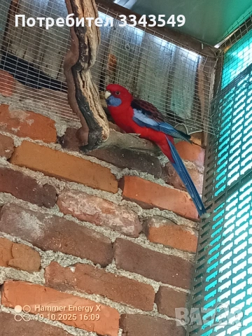 Мъжка пенантова розела 