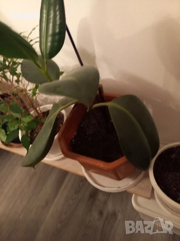 Алое,фикус,замиокулкас, драцена и др, снимка 7 - Стайни растения - 49988795