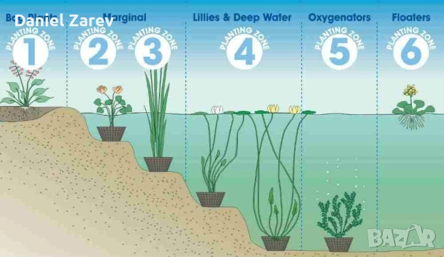 Продавам водни лилии, езерни растения и цветя. Тор за растения., снимка 14 - Градински цветя и растения - 28830827