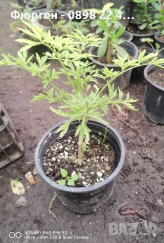 Червен бъз Lemony Lace – декоративен храст с лимоненожълта окраска, снимка 6 - Разсади - 52714829