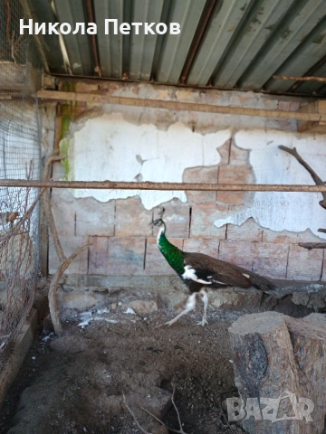  Паун арлекин , снимка 2 - други­ - 53248781