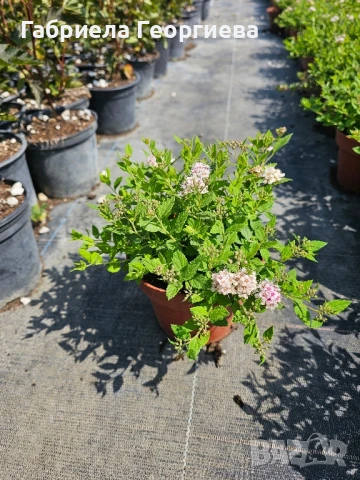 Спирея японика , снимка 6 - Градински цветя и растения - 50608840