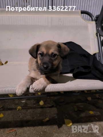 Кученца, снимка 9 - Други - 52153328
