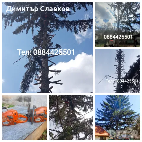 Рязане на опасни дървета,Кастрене,Косене,Почистване на дворове,парцели,места,градинки