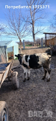 Продавам женско теле, снимка 2 - Крави - 52956407