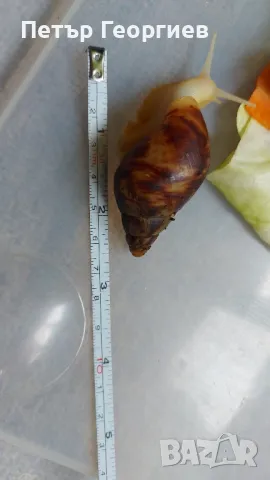 Гигантски африкански охлюви Achatina , снимка 5 - Други - 47340517