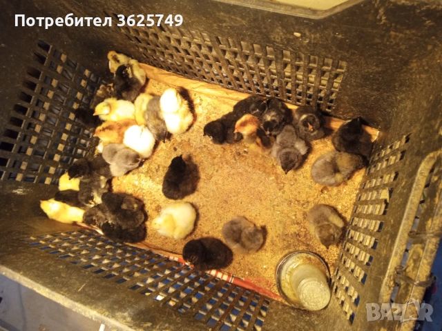 кокошки, снимка 6 - Кокошки и пуйки - 53858497