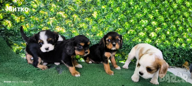 Кавалер Кинг Чарлз шпаньол , снимка 2 - Кавалер кинг чарлз шпаньол - 51169749