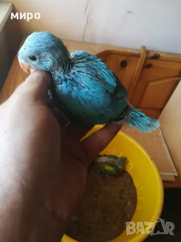 Бебета Малък Александър - ръчно хранени!, снимка 10 - Папагали - 50032602