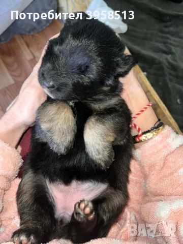 Продавам кучета, снимка 2 - За кучета - 53910381