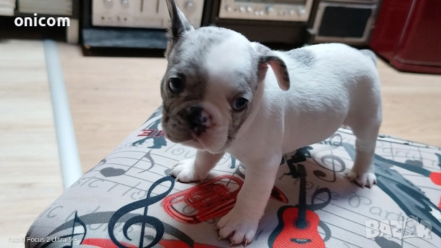 Френски булдог мерле,момче., снимка 4 - Френски булдог - 53925342